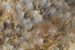 Image of Phoronid