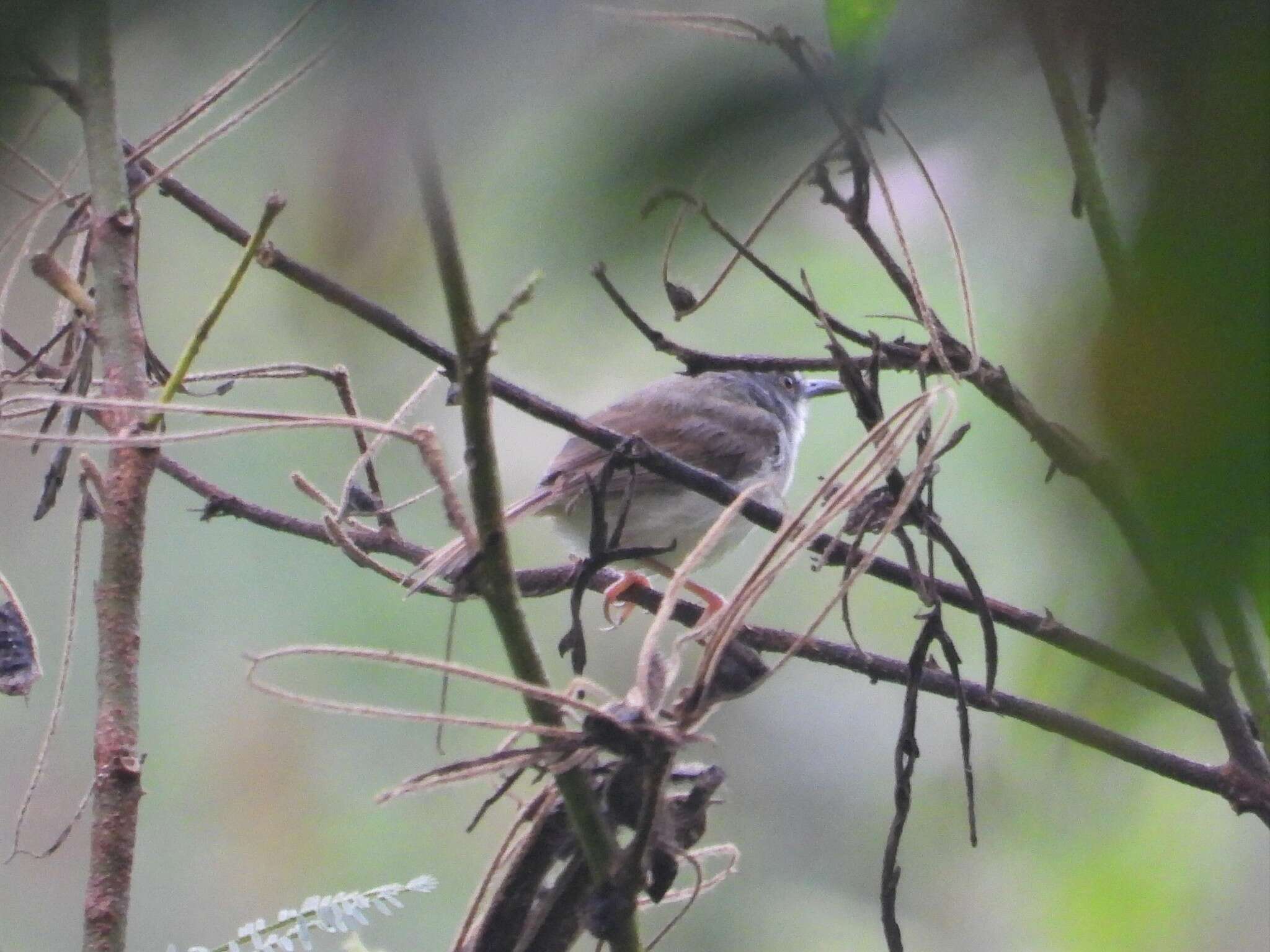 Image of Rufescent Prinia