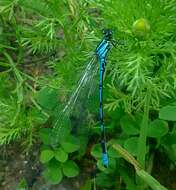 Image of Siberian Bluet