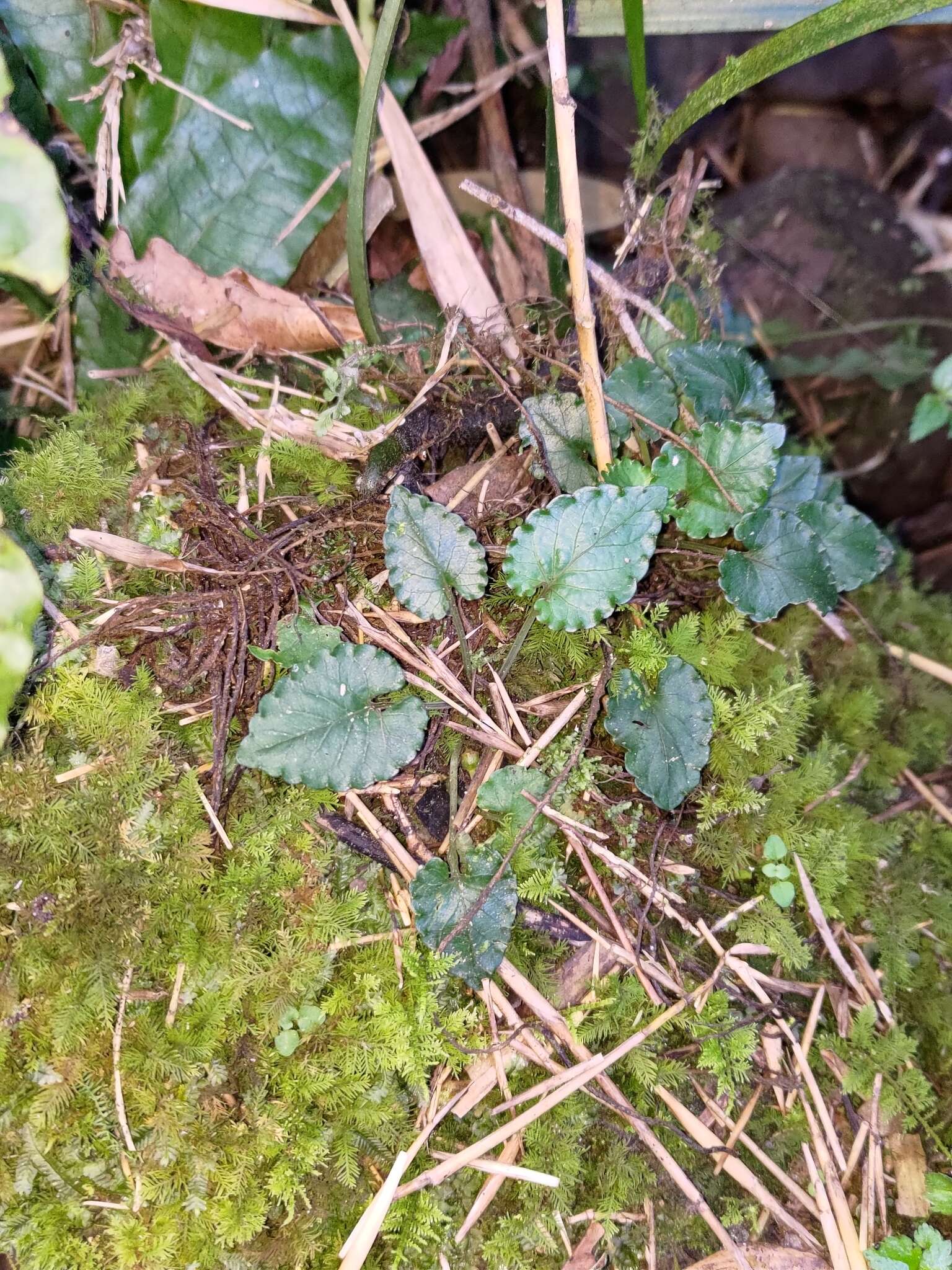 Image of Viola mucronulifera Hand.-Mazz.