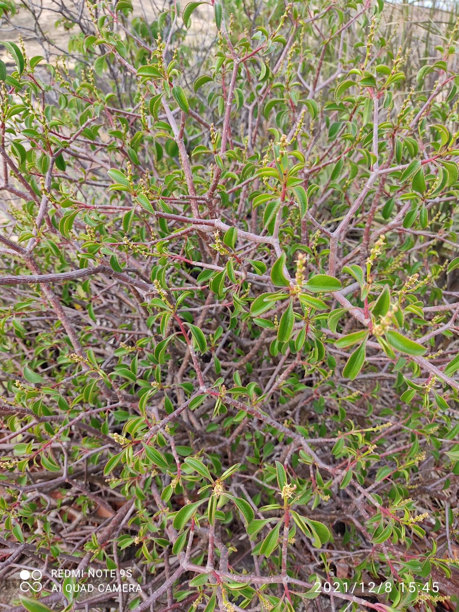 Image of Stillingia trapezoidea Ule