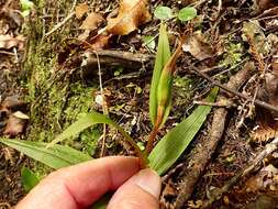 Image of Pterostylis cardiostigma D. Cooper