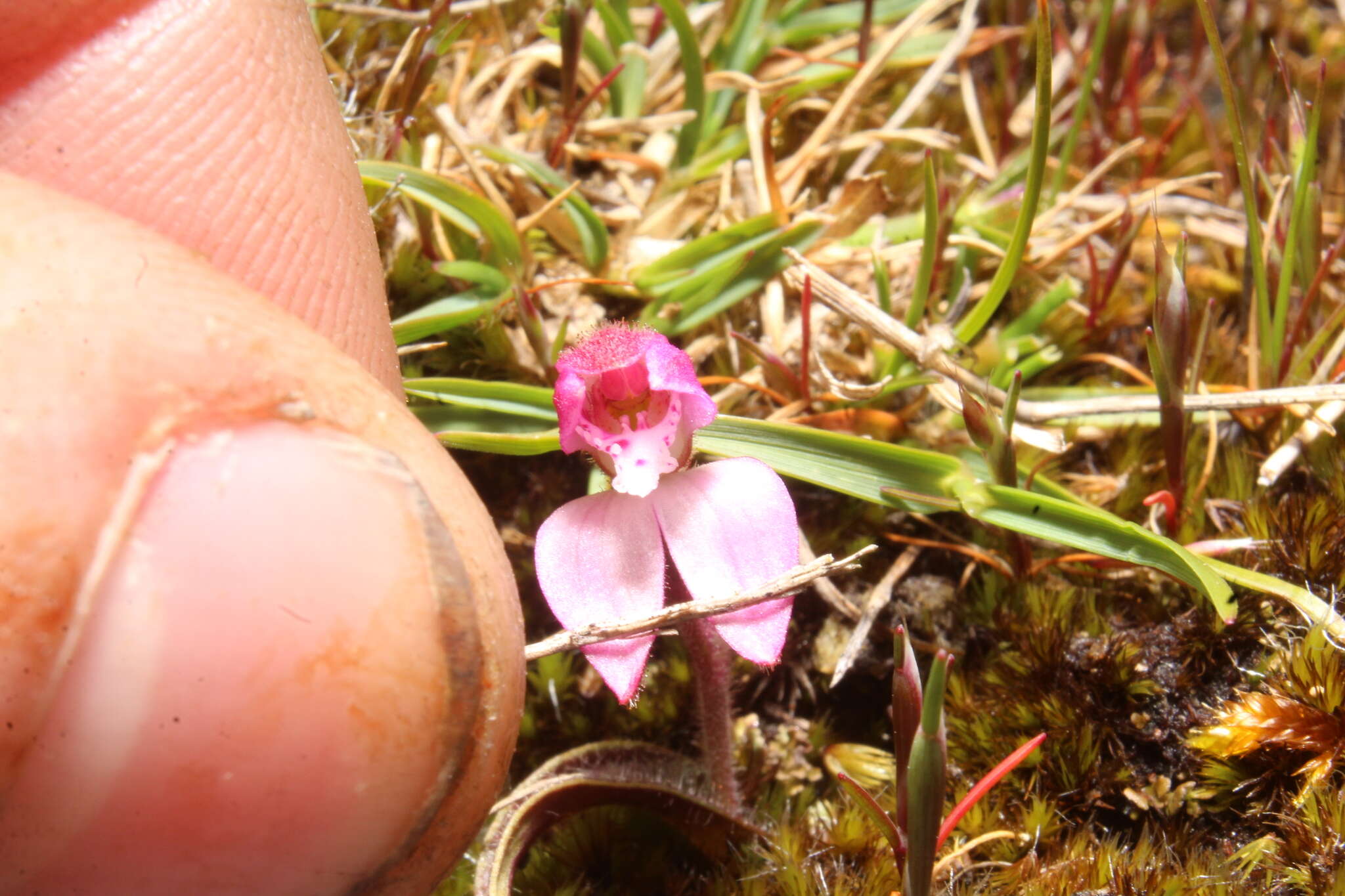 Image of Caladenia nana subsp. nana
