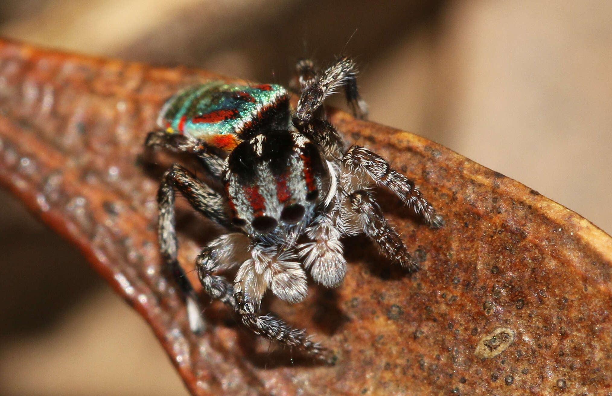 Image of Maratus volans (O. Pickard-Cambridge 1874)