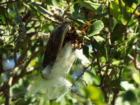 Image of Marsdenia coulteri Hemsl.