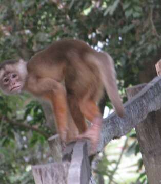 Image of Spix's white-fronted capuchin