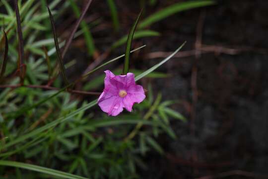 Image of Ipomoea leprieurii D. F. Austin