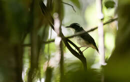 Image of Little Slaty Flycatcher