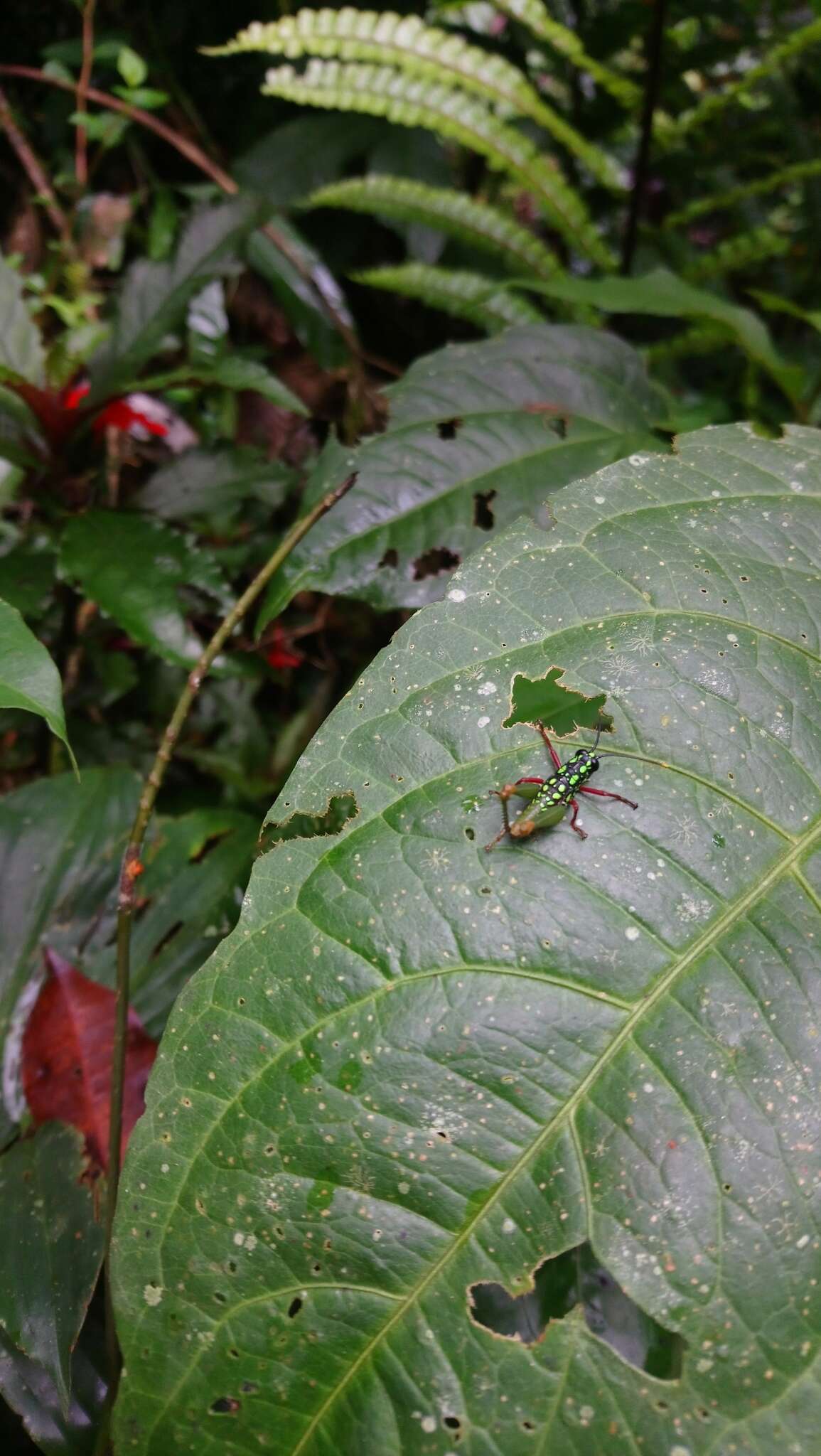 Galidacris agilis Descamps & Amédégnato 1972的圖片