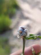 Image of Centaurea pineticola Iljin