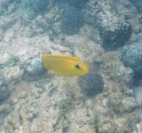 Image of Yellow Butterflyfish