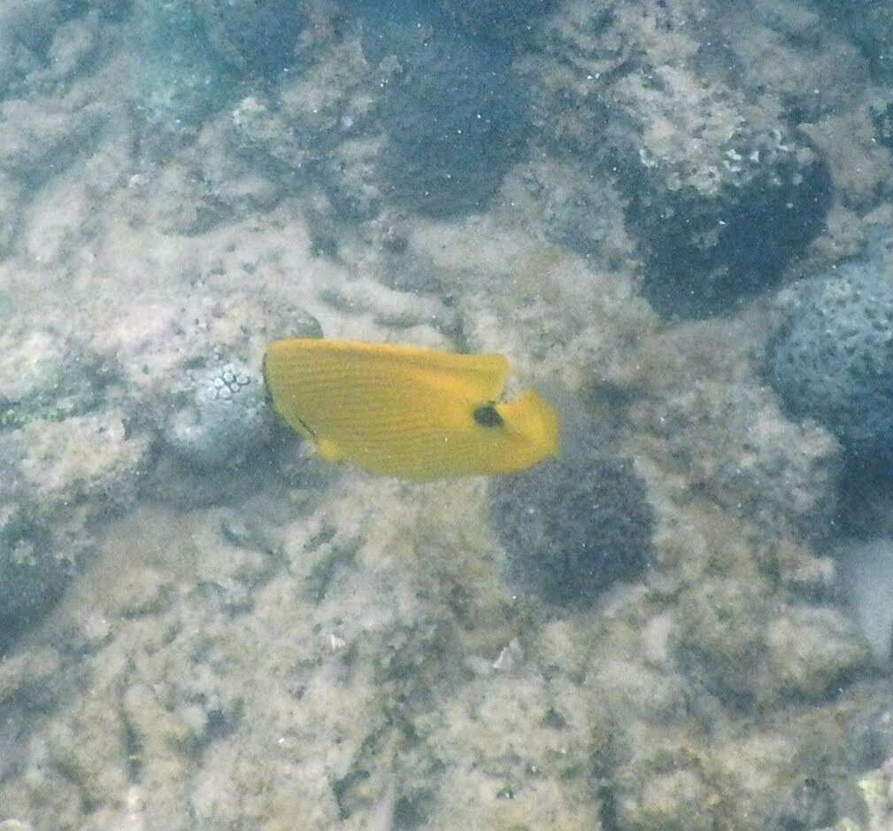 Image of Yellow Butterflyfish