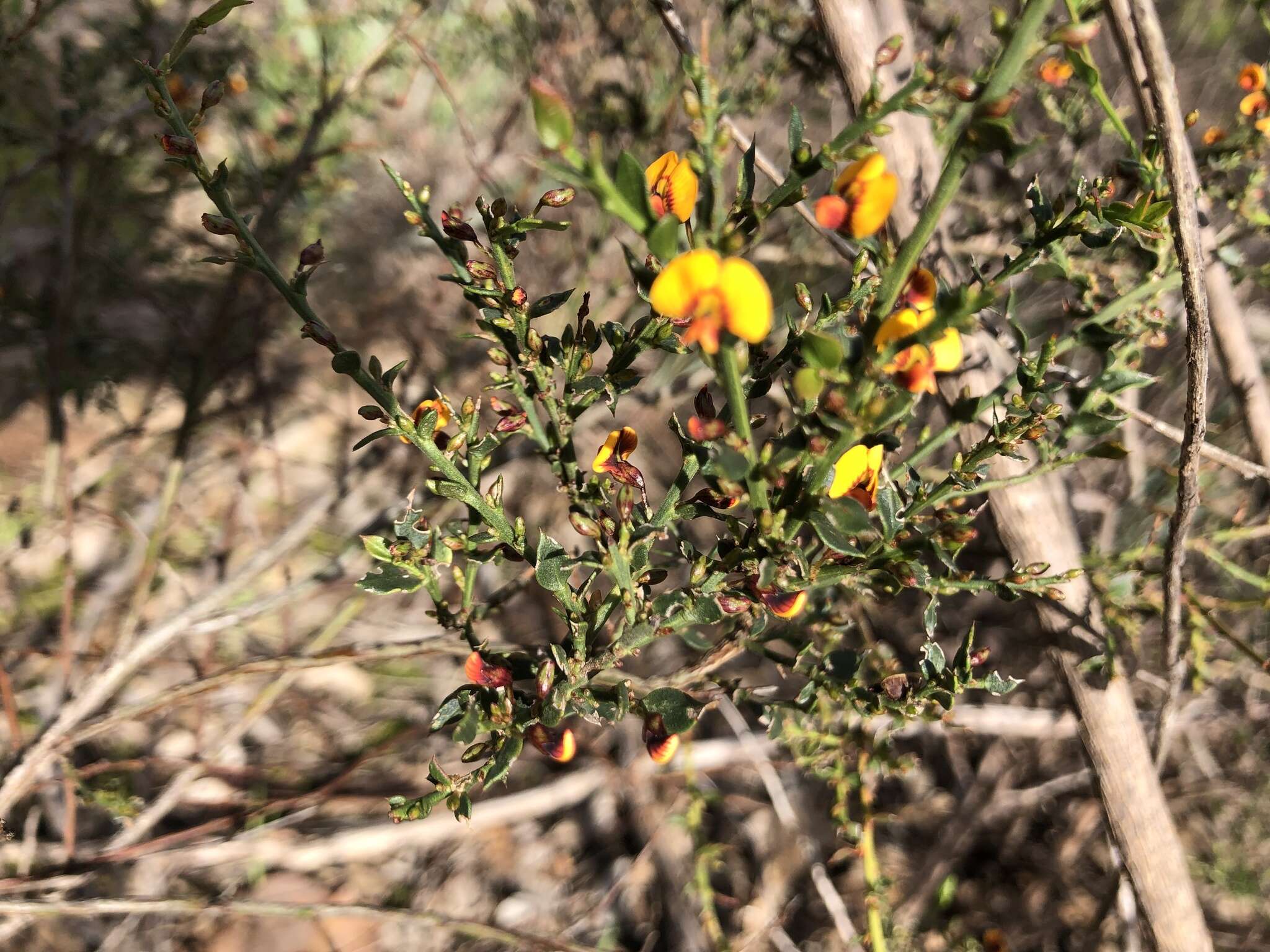 Image of <i>Daviesia ulicifolia</i> subsp. <i>ruscifolia</i>