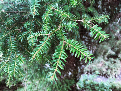 Image of Tsuga chinensis var. chinensis