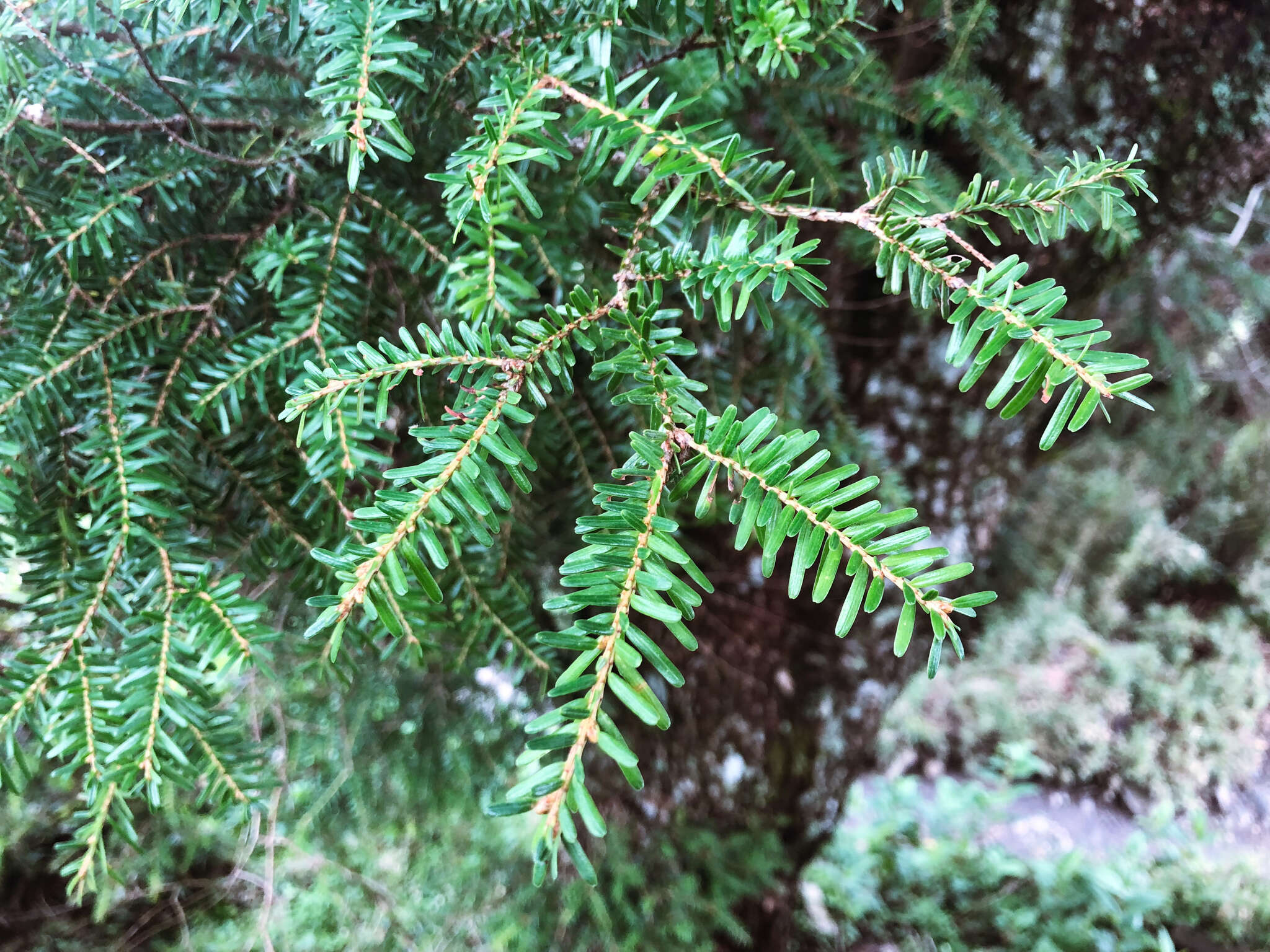 Image of Tsuga chinensis var. chinensis