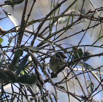 Image of Mistletoebird