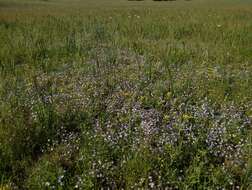 Image of Toothed Calico-Flower