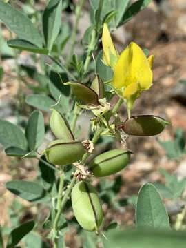 Image of Crotalaria damarensis Engl.