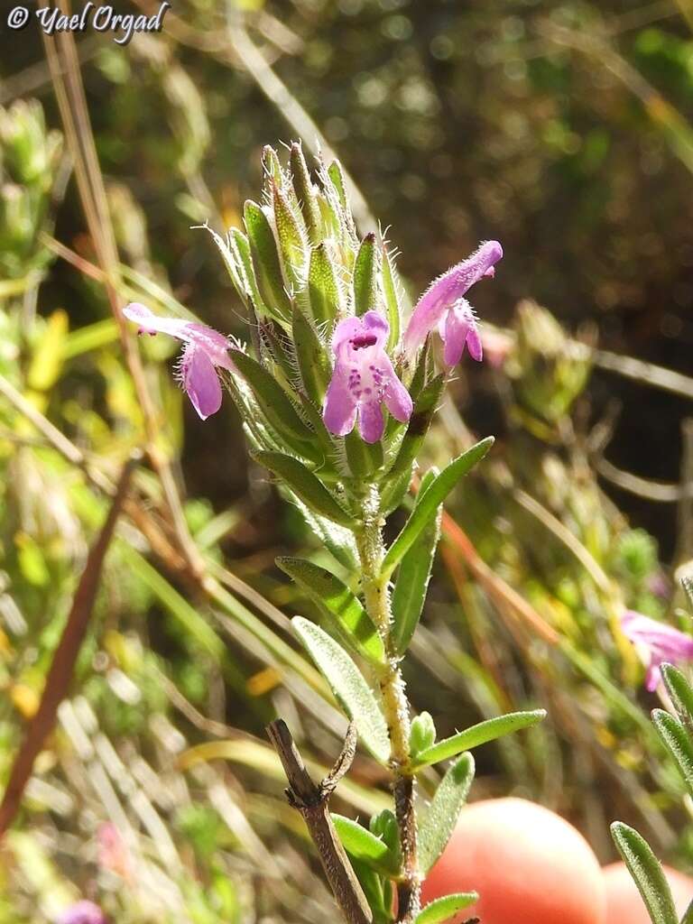 Image of Thymbra spicata L.