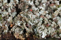 Image of cup lichen