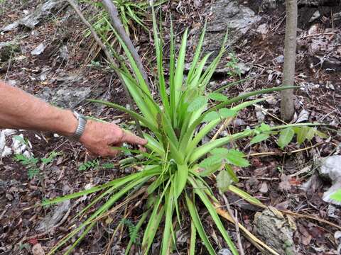 Image of Hechtia laevis L. B. Sm.