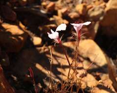 Image of Pelargonium caucalifolium subsp. caucalifolium