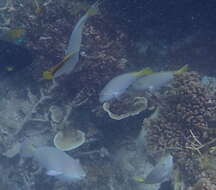 Image of Long-nosed Parrotfish