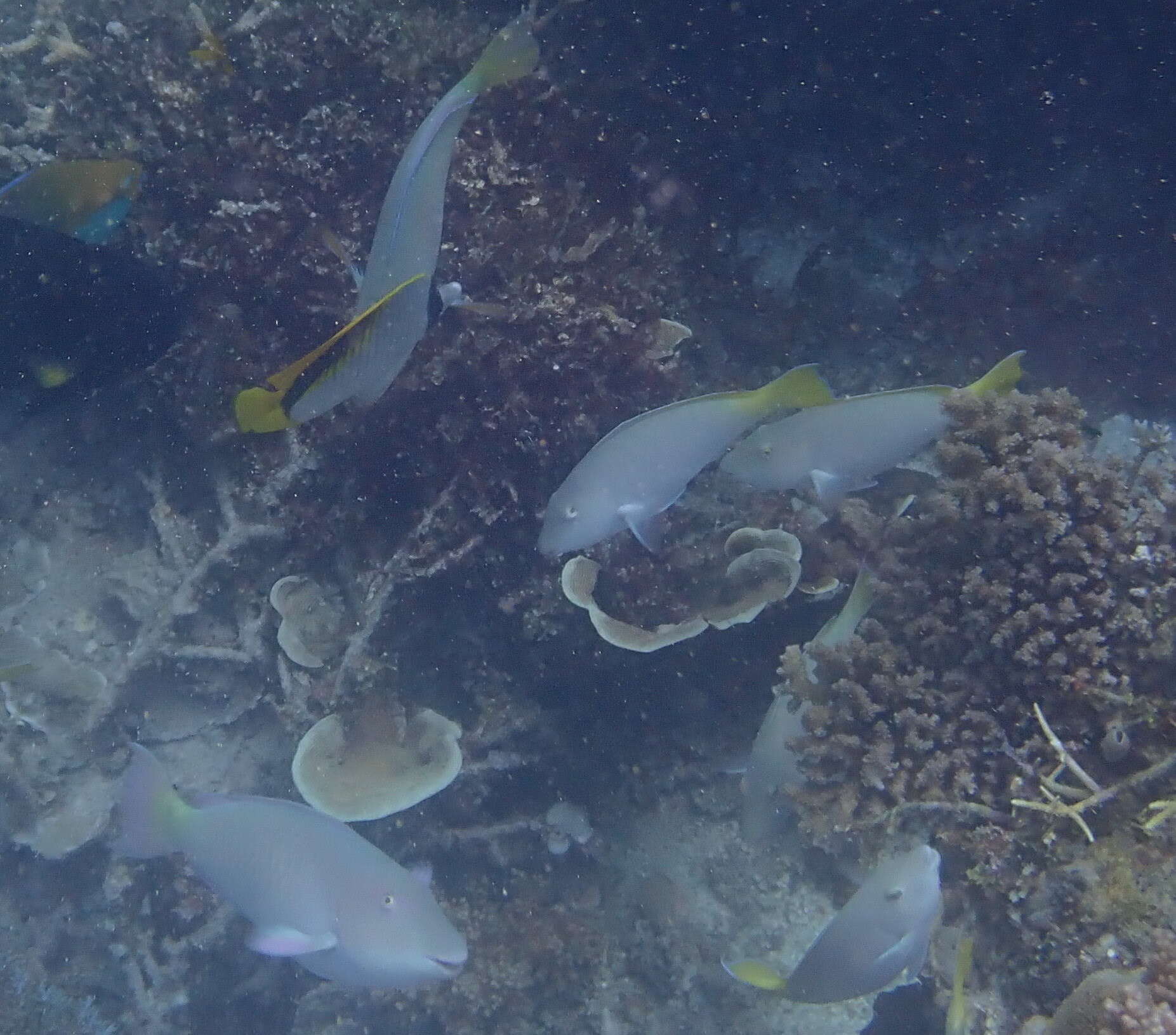 長頭馬鸚哥魚的圖片