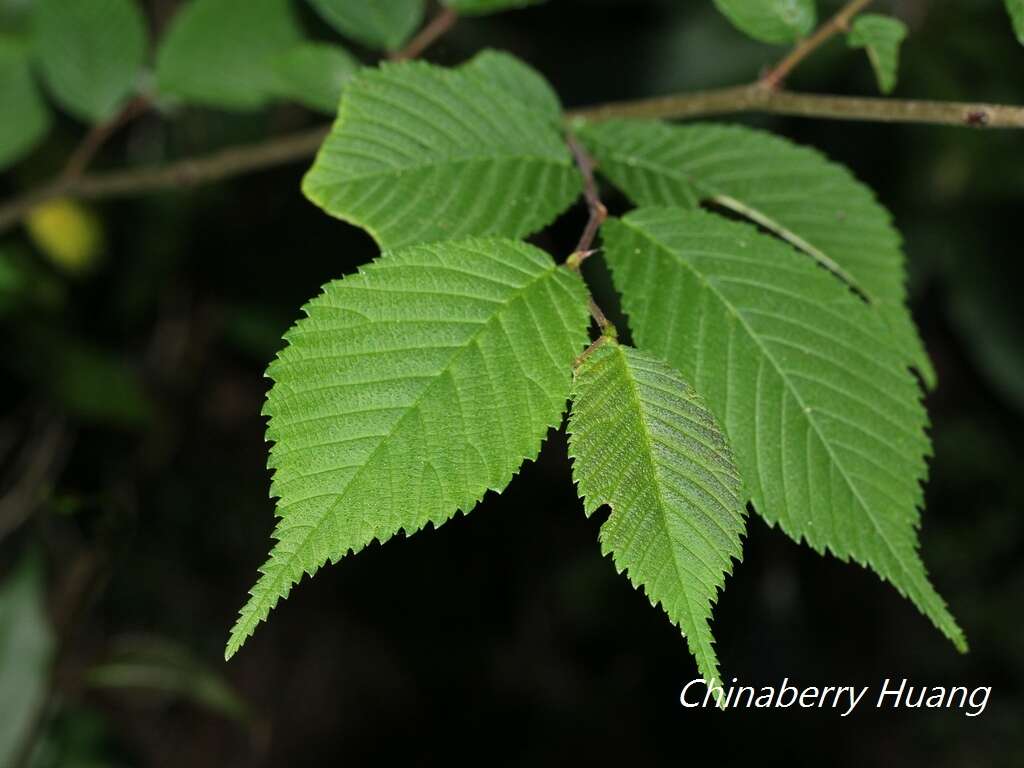 Image of Ulmus uyematsui Hayata