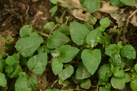 Plancia ëd Lobelia zeylanica L.