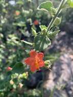 Image of Hibiscus coddii subsp. coddii