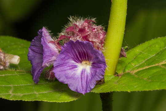 Neuracanthus sphaerostachyus (Nees) Dalz. resmi