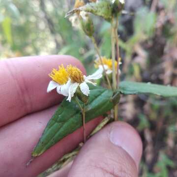 Image of Oteiza acuminata La Llave