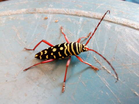 Image of Kiawe round headed borer