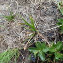صورة Carex pyrenaica Wahlenb.