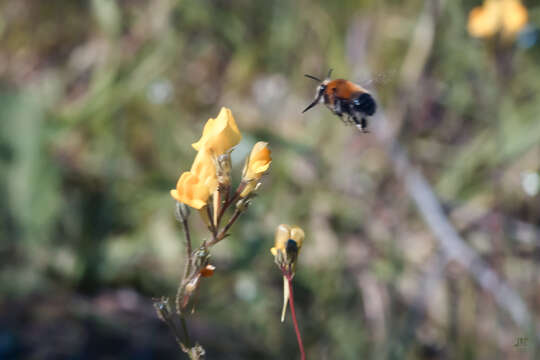 Image of Anthophora atroalba Lepeletier 1841