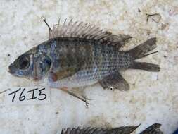 Image de Oreochromis leucostictus (Trewavas 1933)