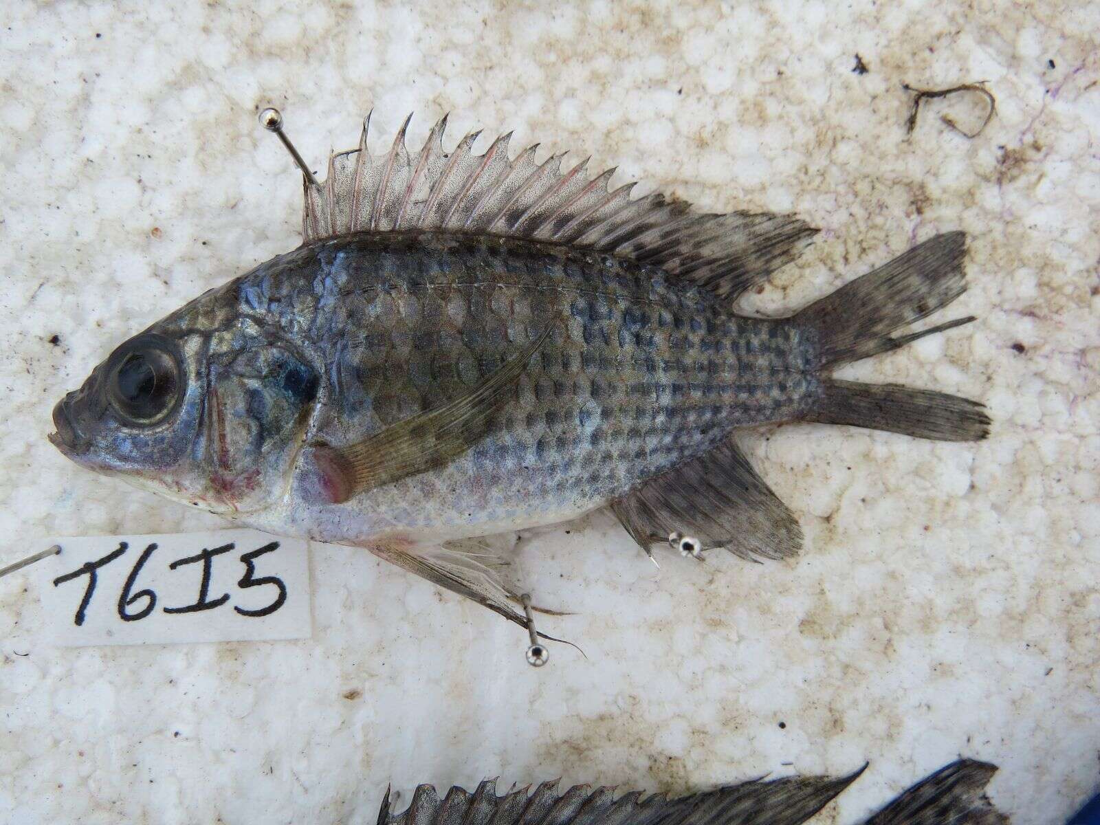 Image de Oreochromis leucostictus (Trewavas 1933)