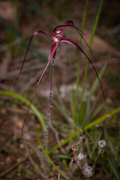 Imagem de Caladenia dundasiae Hopper & A. P. Br.