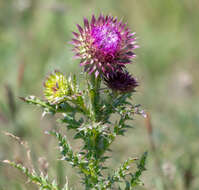 Image of Carduus nutans subsp. leiophyllus (Petrovic) Arènes