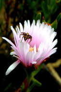 Image of Oxyopes pallidecoloratus Strand 1906