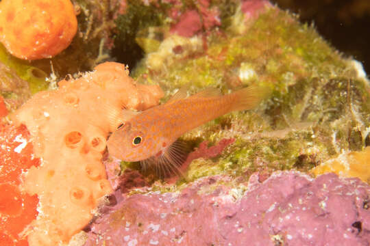 Image of Flame goby