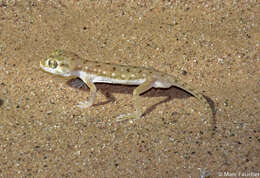 Image of Anderson's Short-fingered Gecko