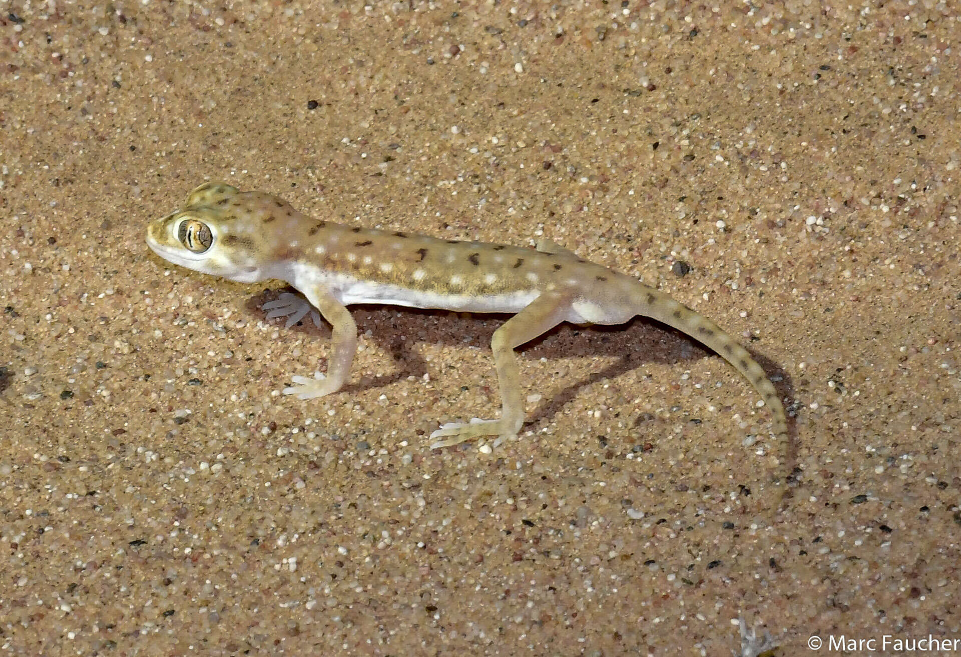 Image of Anderson's Short-fingered Gecko