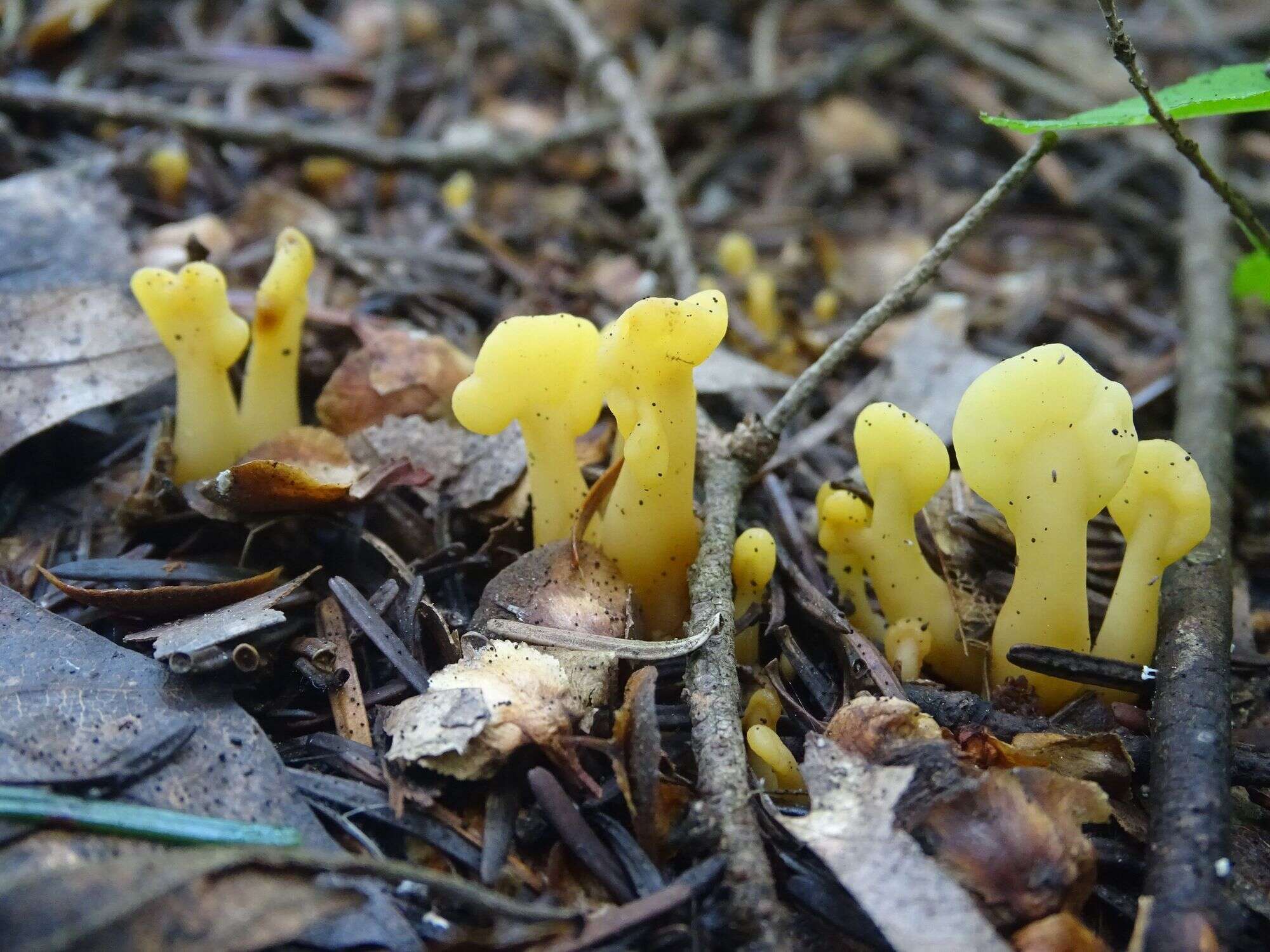 Image of Spathularia flavida Pers.