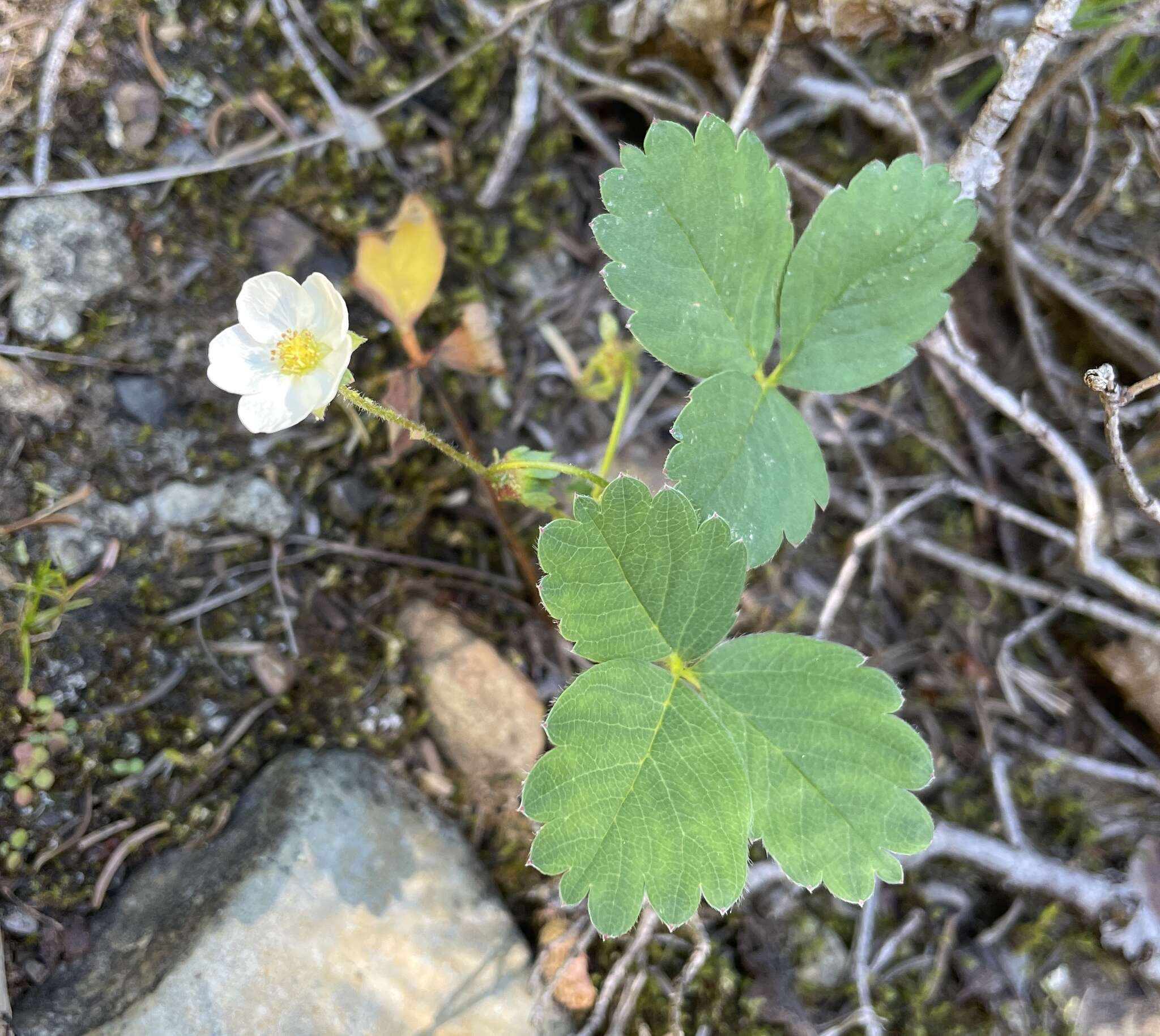 Image of Virginia strawberry