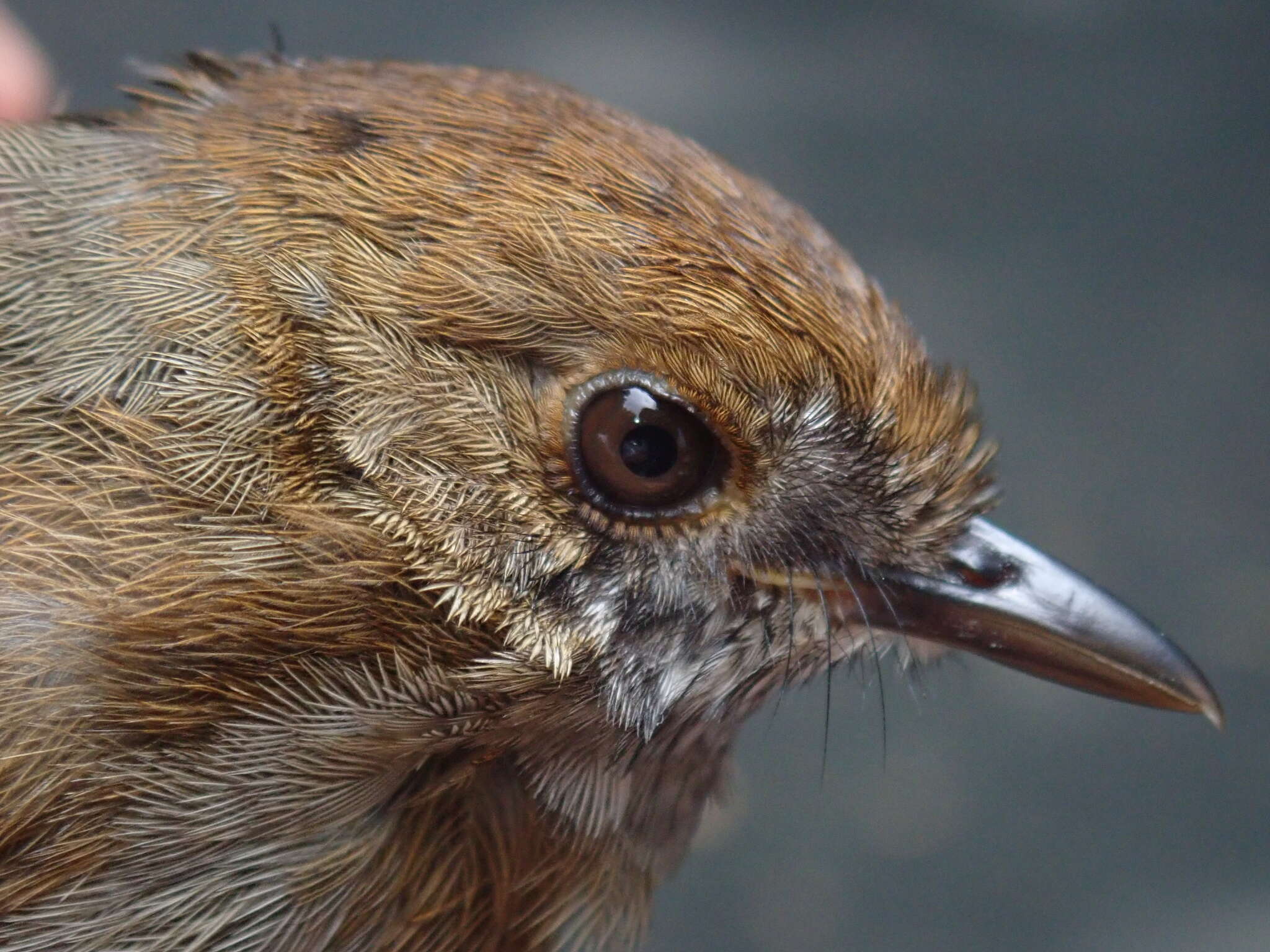 Image of Dusky Fulvetta