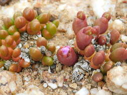 Image of Oophytum nanum (Schltr.) L. Bol.