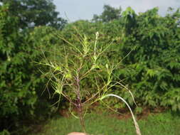 Image of Rhamphicarpa elongata (Hochst.) O. J. Hansen