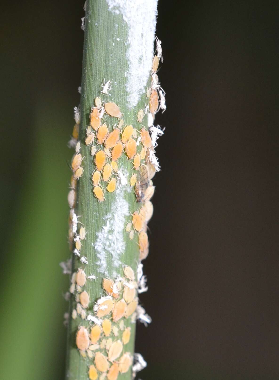 Image of Aphid